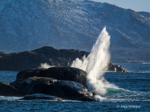 2025-Lofoten-Diashow-105-von-597