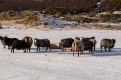 2025-Lofoten-Diashow-224-von-597
