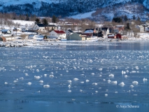2025-Lofoten-Diashow-336-von-597
