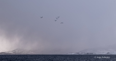 2025-Lofoten-Diashow-460-von-597