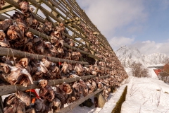 2025-Lofoten-Diashow-551-von-597